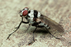 Anthomyia medialis