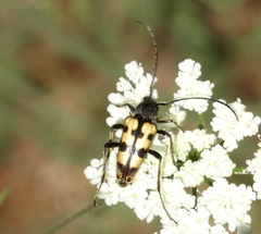 Judolia erratica