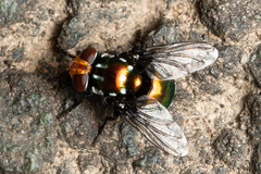 Amenia chrysame