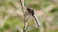 Orthetrum japonicum