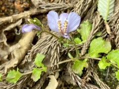 Mazus miquelii