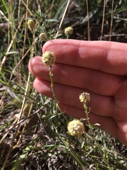 Calocephalus lacteus