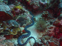 Acrochordus granulatus