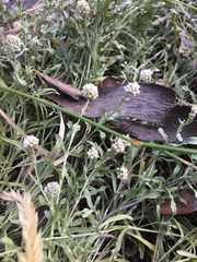 Calocephalus lacteus