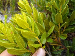 Morella kraussiana