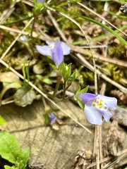 Mazus miquelii