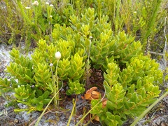 Morella kraussiana