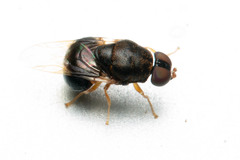 Pegadomyia
