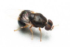 Pegadomyia