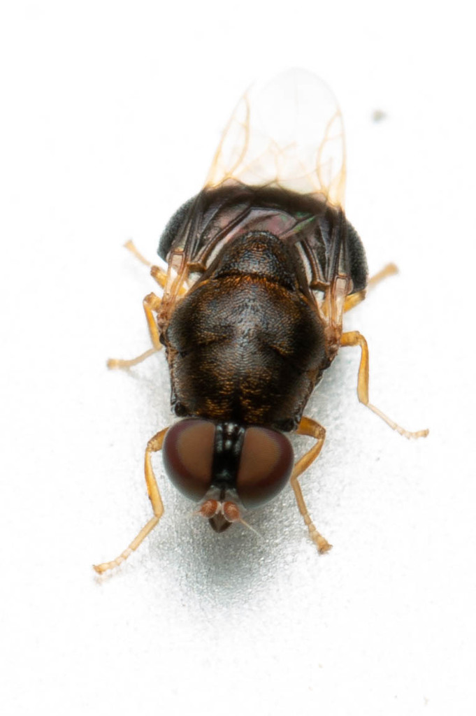 Pegadomyia