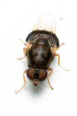 Pegadomyia