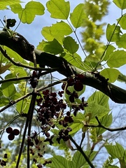 Akebia trifoliata