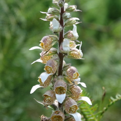 Digitalis lanata