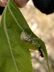 Dermatoxenus caesicollis