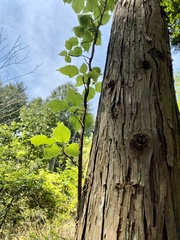 Hydrangea hydrangeoides