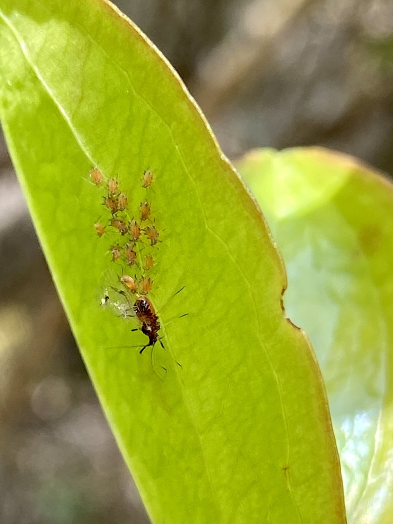 Impatientinum impatiens