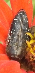 Acmaeodera haemorrhoa