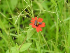 Acmaeodera haemorrhoa