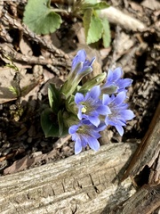 Gentiana zollingeri