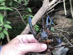 Euastacus woiwuru