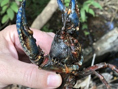 Euastacus woiwuru