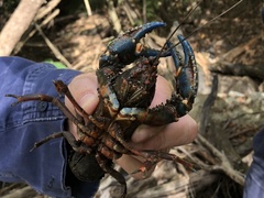 Euastacus woiwuru