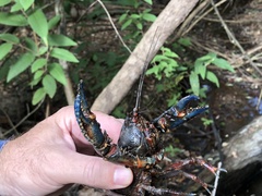 Euastacus woiwuru