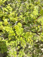 Zanthoxylum piperitum