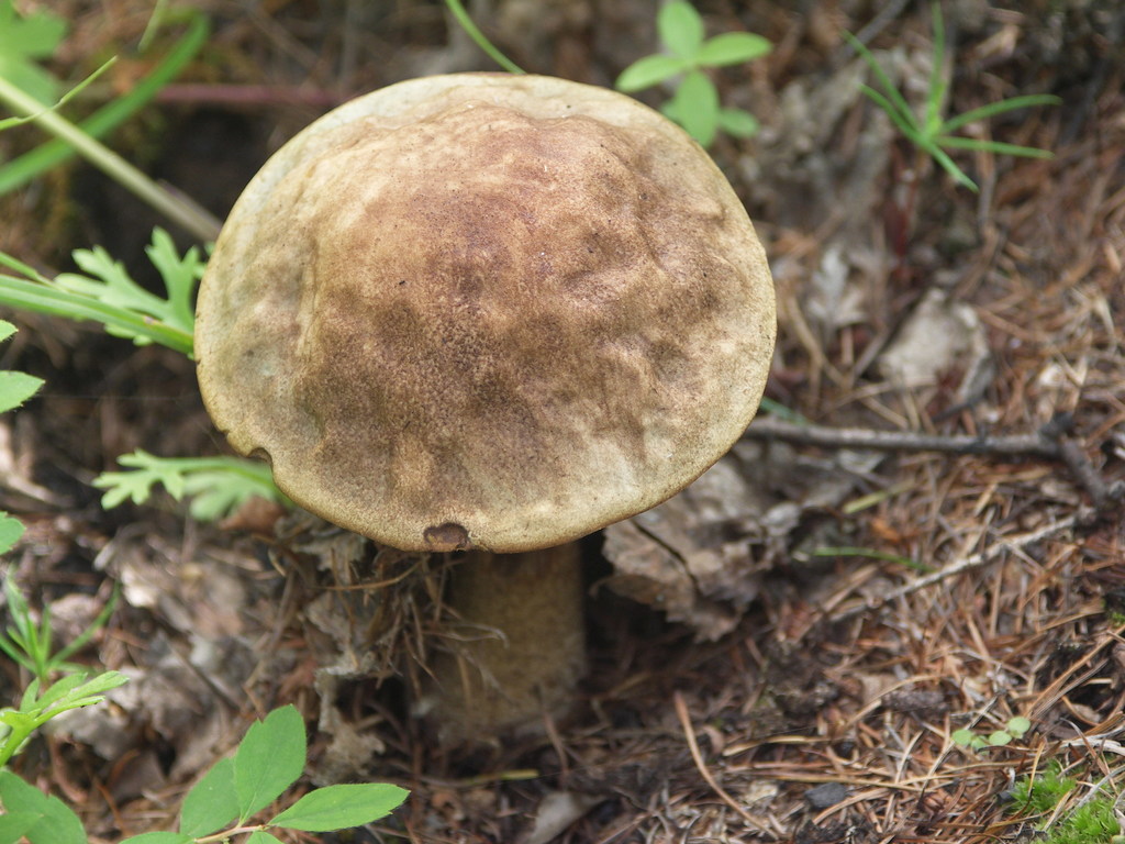Leccinum scabrum · July 2008 · photo: © ochirnima_nimaev (iNaturalist, cc-by)