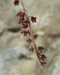 Umbilicus patens