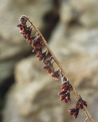 Umbilicus patens
