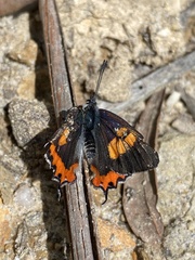 Pseudalmenus chlorinda