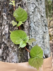 Hydrangea hydrangeoides