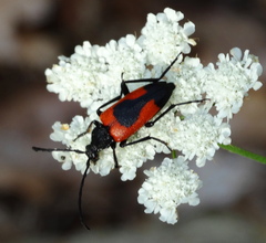 Stictoleptura cordigera