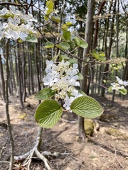 Viburnum furcatum