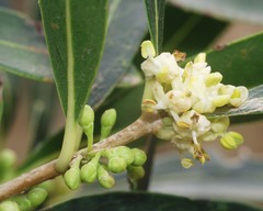 Phillyrea latifolia media