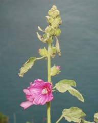 Malva olbia