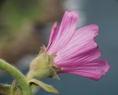 Malva olbia