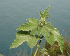 Malva olbia