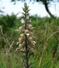 Digitalis lanata