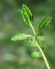 Teucrium flavum glaucum