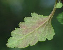Teucrium flavum glaucum
