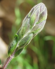 Teucrium flavum glaucum