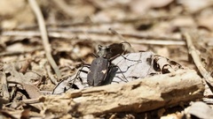 Cicindela japana