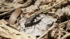 Cicindela japana