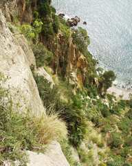 Euphorbia dendroides