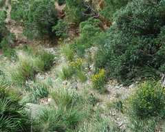 Coronilla juncea juncea