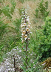 Digitalis lanata