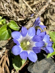 Gentiana zollingeri