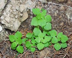 Parietaria lusitanica